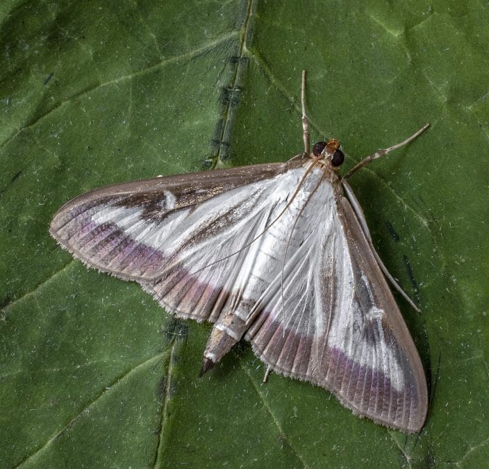 How do you solve a problem like Box Moth? by Dr Chris Barnes ...